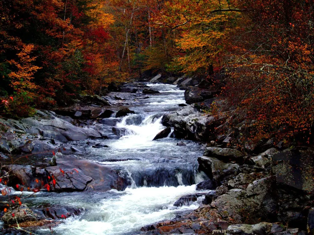 Copy of Fall 5